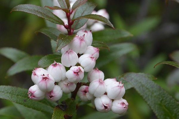 18 mon dac san whiteberry
