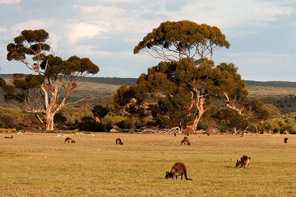6 dao thien nhien dep kangaroo