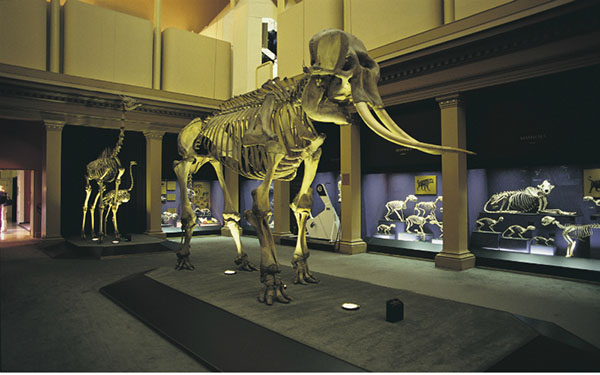 Australian Museum