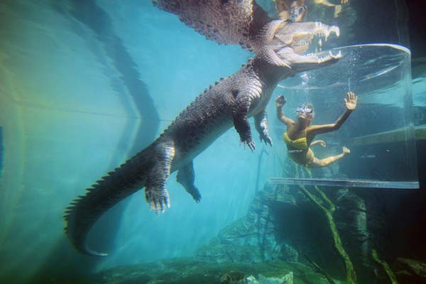crocosaurus cove 1