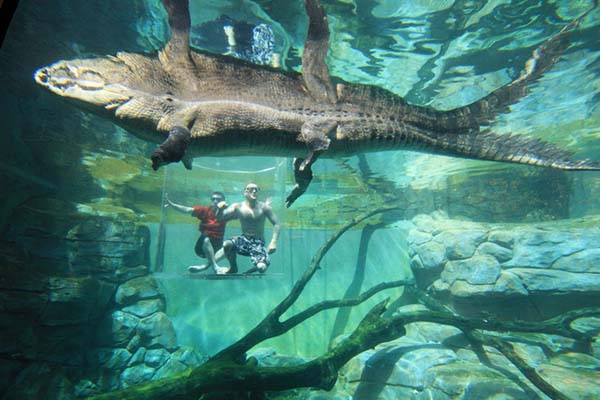 crocosaurus cove 4