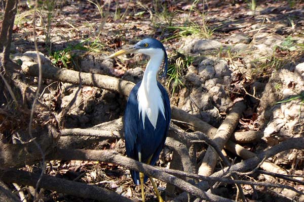 darwin bird