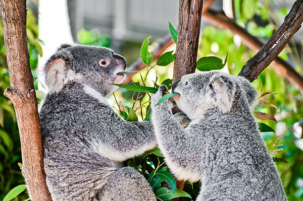 gold coast wildlife koala