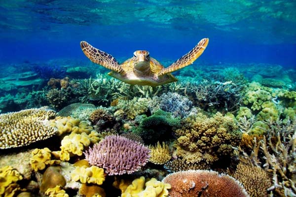 great barrier 2