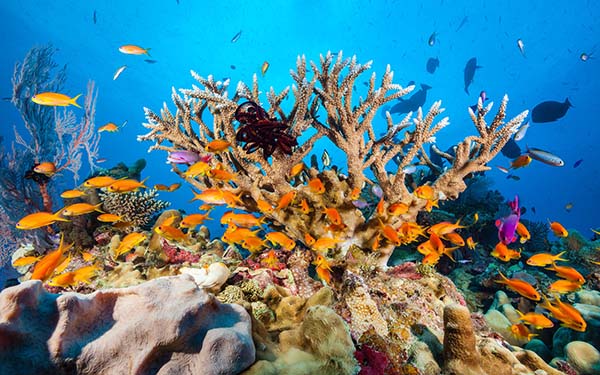 great barrier 5