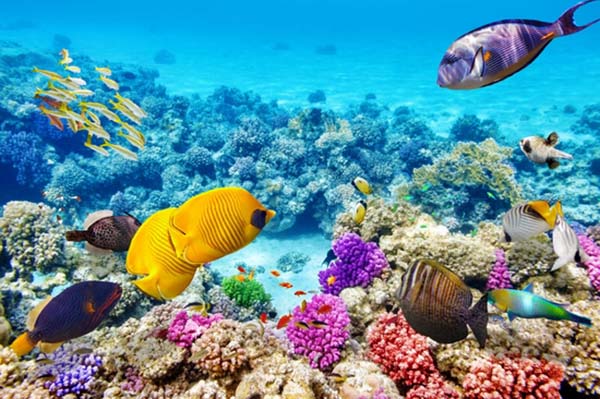 great barrier
