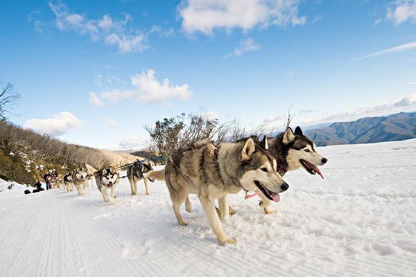 huskie