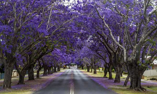 jacaranda 1