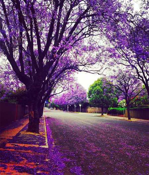 jacaranda 10