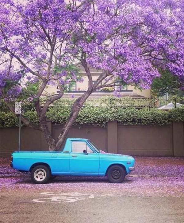 jacaranda 11