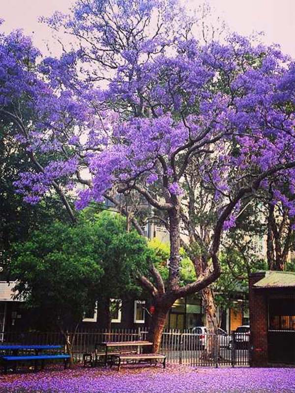 jacaranda 12
