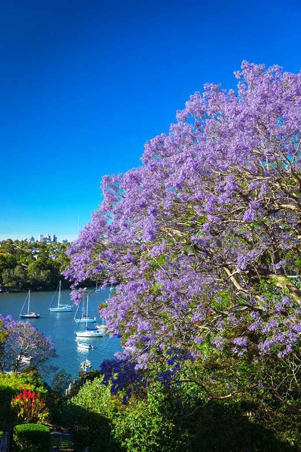 jacaranda 13
