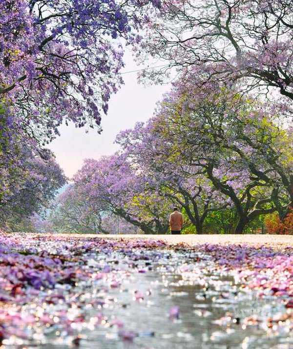 jacaranda 15
