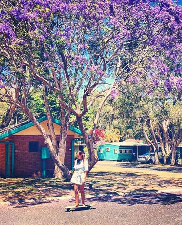 jacaranda 2