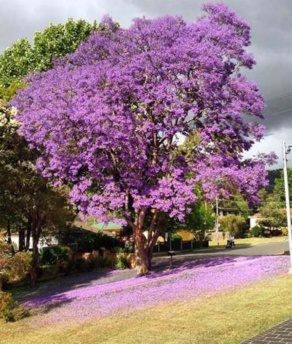 jacaranda 3