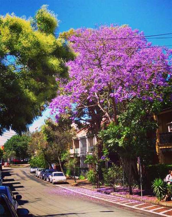 jacaranda 4
