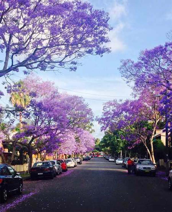 jacaranda 5