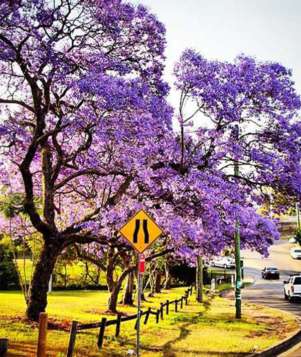 jacaranda 6