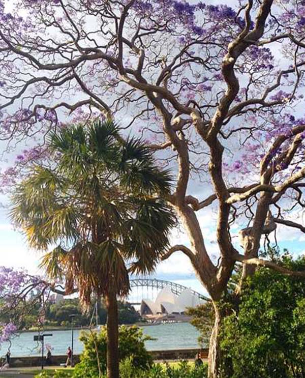 jacaranda 8