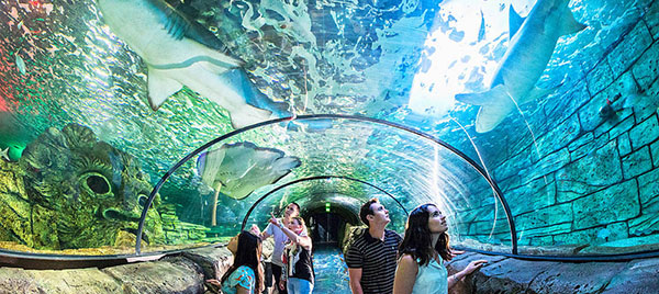 sea life sydney 1
