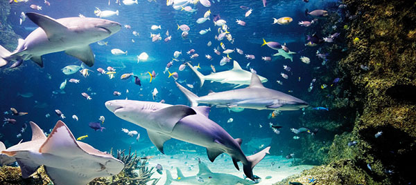 sea life sydney 2