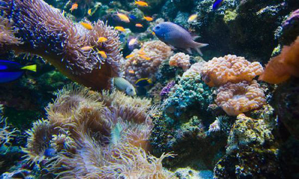 sea life sydney 6
