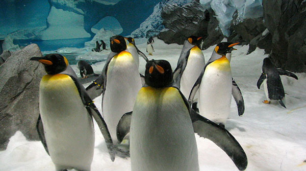 sea world australia 3
