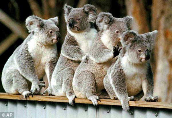 south australia 7