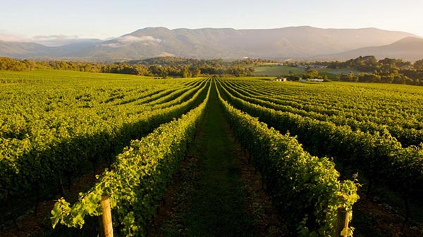 swan valley