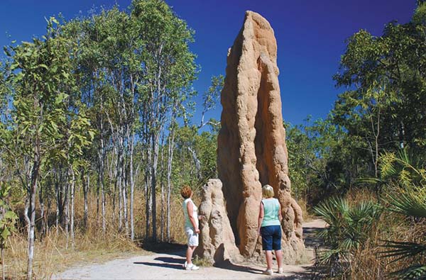 termite kakadu 1