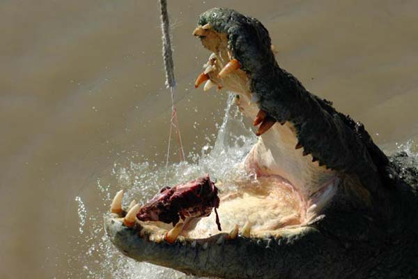 tour ca sau 1