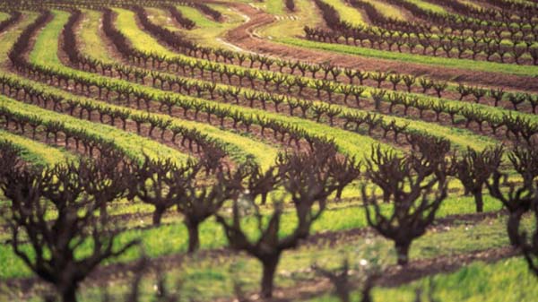 wine garden