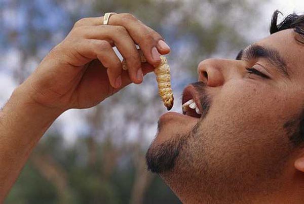 witchetty grub 2