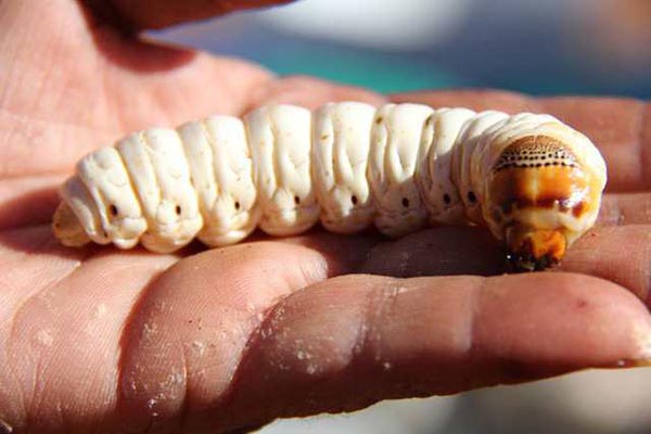 witchetty grub 3