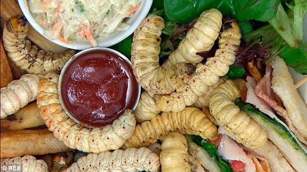 witchetty grub 6