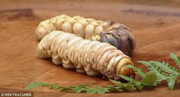 witchetty grub