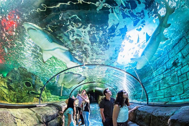 Du khách tham quan bảo tàng hải dương học Sydney Aquarium
