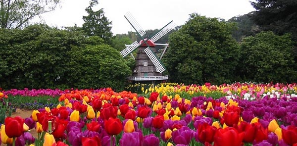 Lễ hội hoa tulip Tesselaar (du lịch Úc mùa xuân)