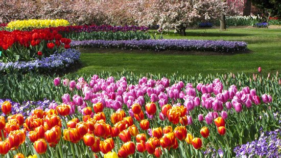 Vườn hoa Tulip Top Garden