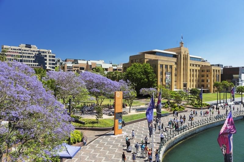 Circular Quay mùa phượng tím