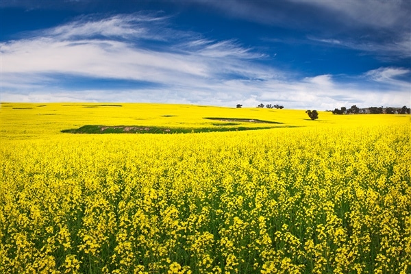 cánh đồng hoa cải Canola ở Úc